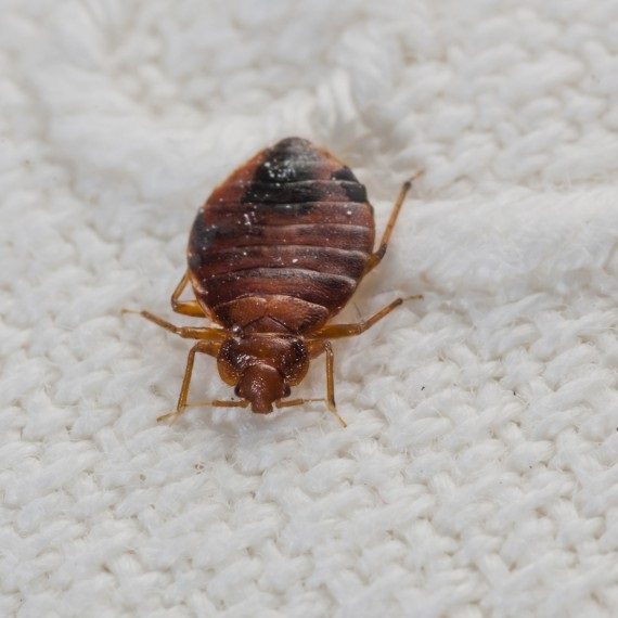 Bed Bugs, Pest Control in Feltham, Hanworth, TW13. Call Now! 020 8166 9746