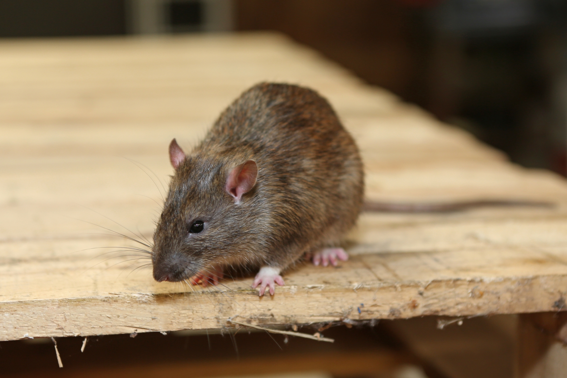 Rat extermination, Pest Control in Feltham, Hanworth, TW13. Call Now 020 8166 9746