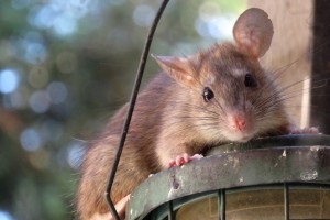 Rat Infestation, Pest Control in Feltham, Hanworth, TW13. Call Now 020 8166 9746