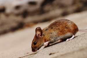 Mouse extermination, Pest Control in Feltham, Hanworth, TW13. Call Now 020 8166 9746