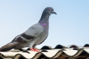 Pigeon Control, Pest Control in Feltham, Hanworth, TW13. Call Now 020 8166 9746