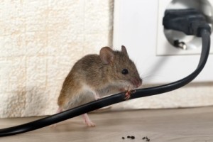 Mice Control, Pest Control in Feltham, Hanworth, TW13. Call Now 020 8166 9746